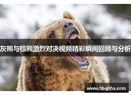 灰熊与棕熊激烈对决视频精彩瞬间回顾与分析